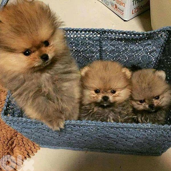 Pomeranian Small Size Puppies/Available now! dog كلاب 0