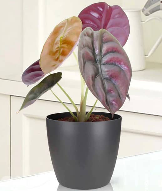 Alocasia red secret 0
