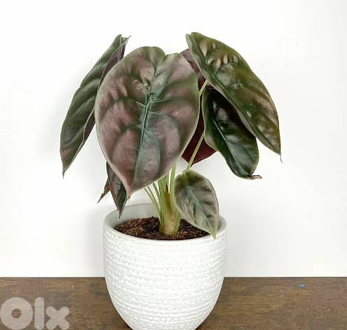 Alocasia red secret 1