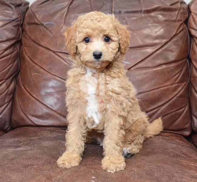 Imported Miniature Labradoodle كلاب 0