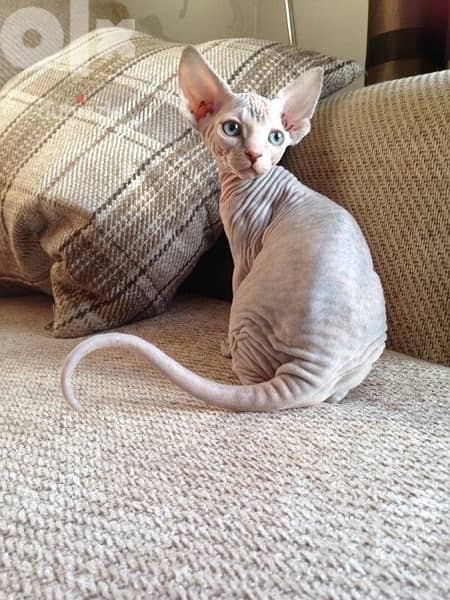 Sphynx Kitten Love imported 0