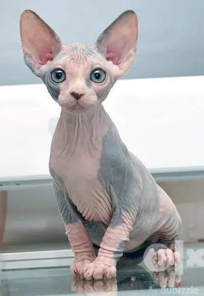 Sphynx Kitten Cat Imported
