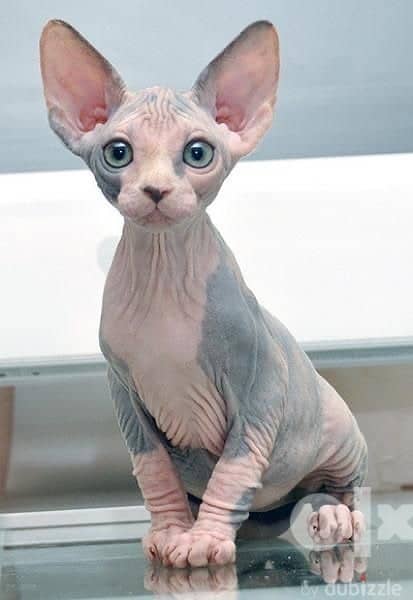 Sphynx Kitten Cat Imported 0