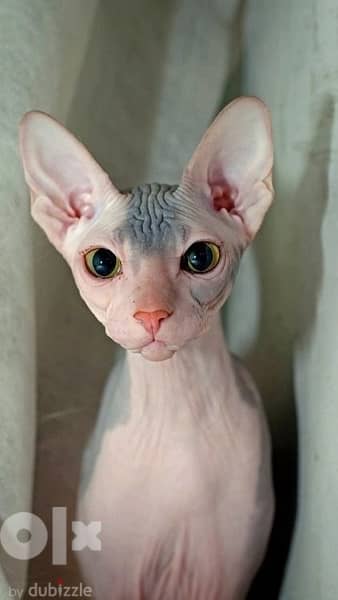 Imported Sphynx Kitten CAT CUTE 0