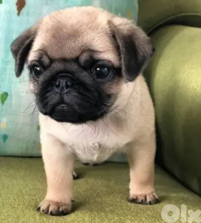 pug imported