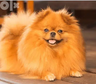 pomeranian little baby