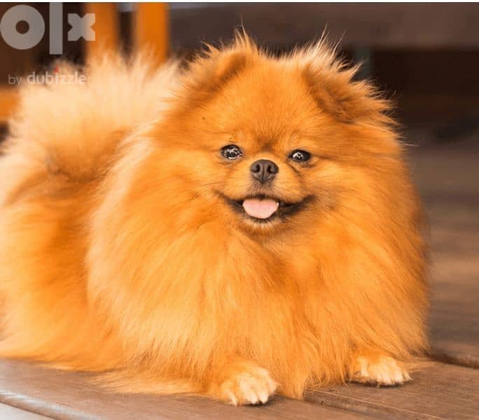 pomeranian little baby 0