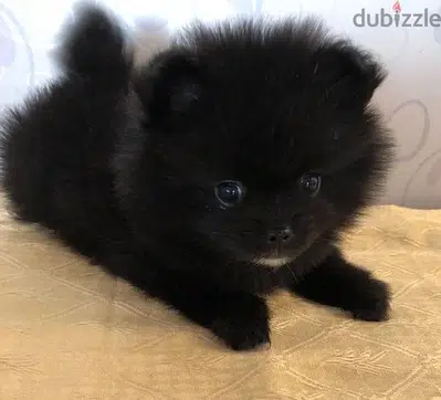 Pomeranian puppy Black Teacup imported