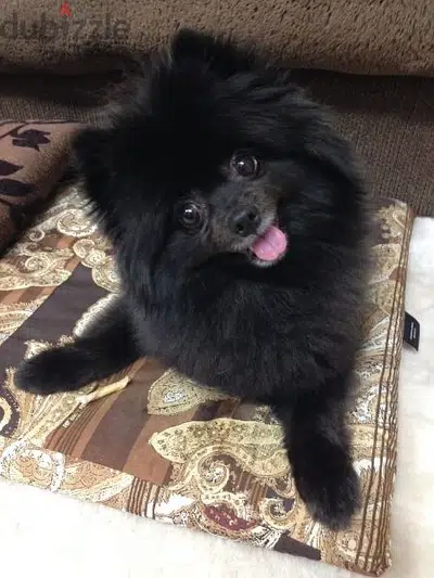 Pomeranian Spitz Puppies- dog كلاب