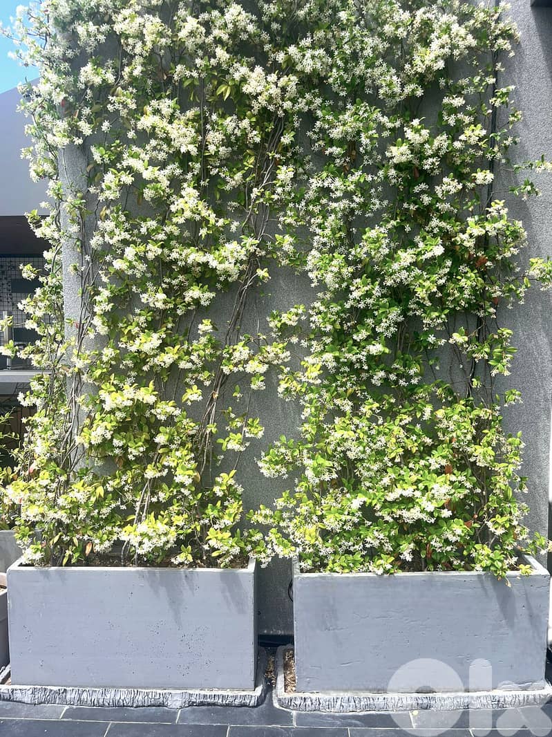 Concrete rectangular Planter 2