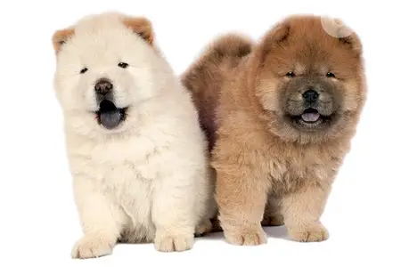 chowchow puppies