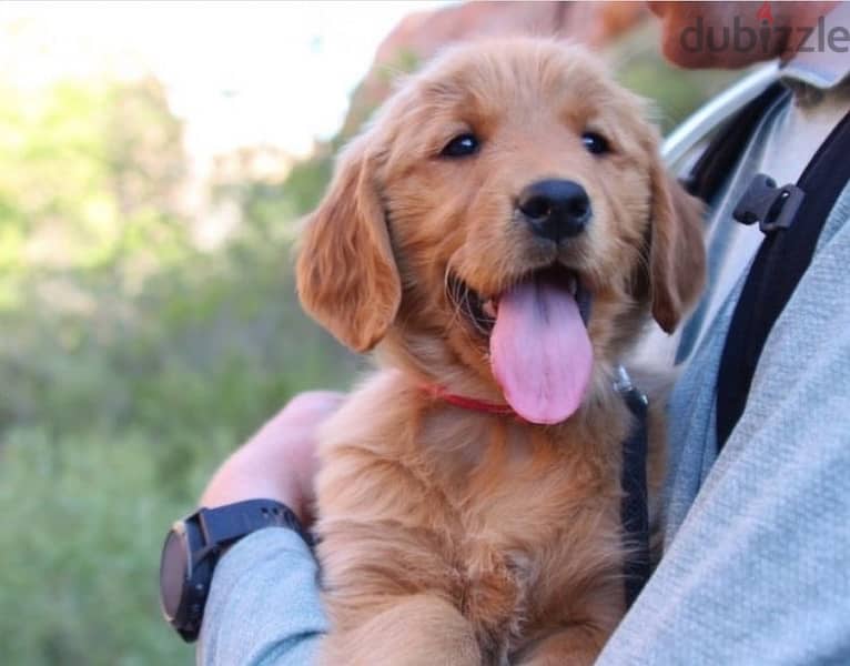 Golden Retriever Bear Red 0