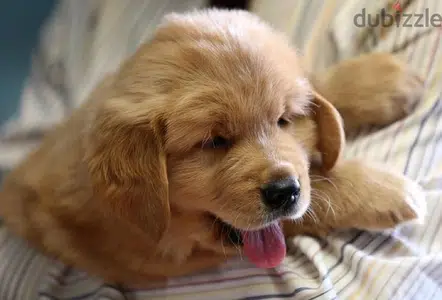 Golden Retriever Brown puppy