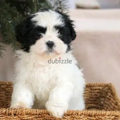 Bichon Maltese Black and White RAREST DOG