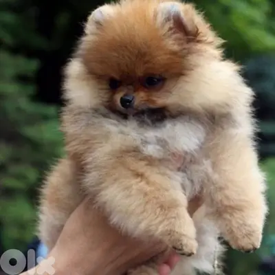 Pomeranian Puppies] dog كلاب