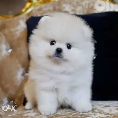 Pomeranian White Small Size imported