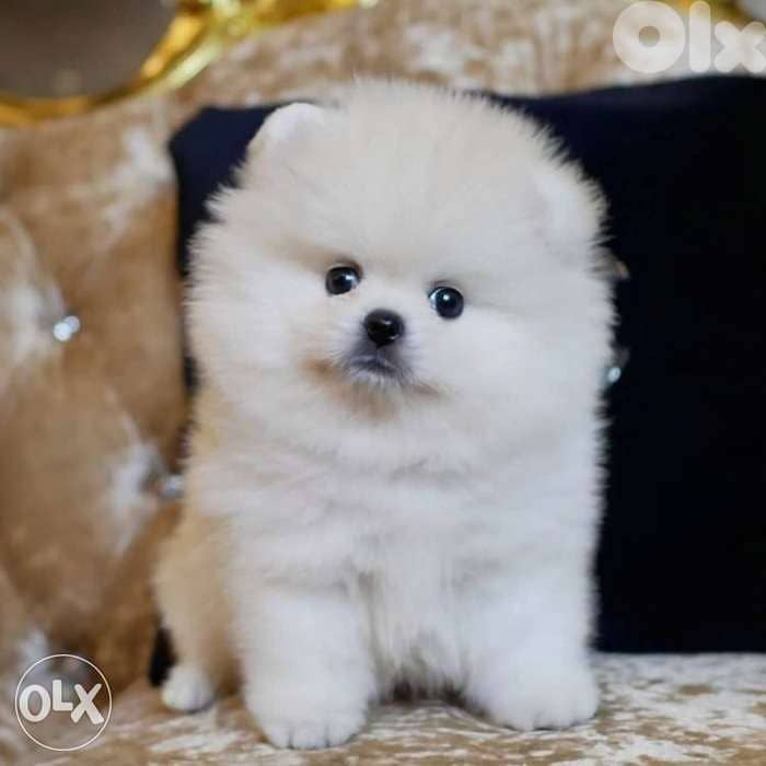 Pomeranian White Small Size imported 0