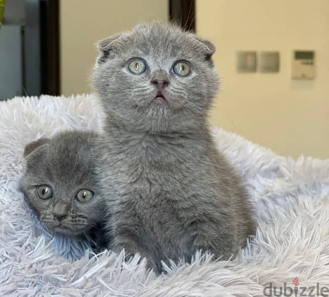 Scottish Fold Grey 0