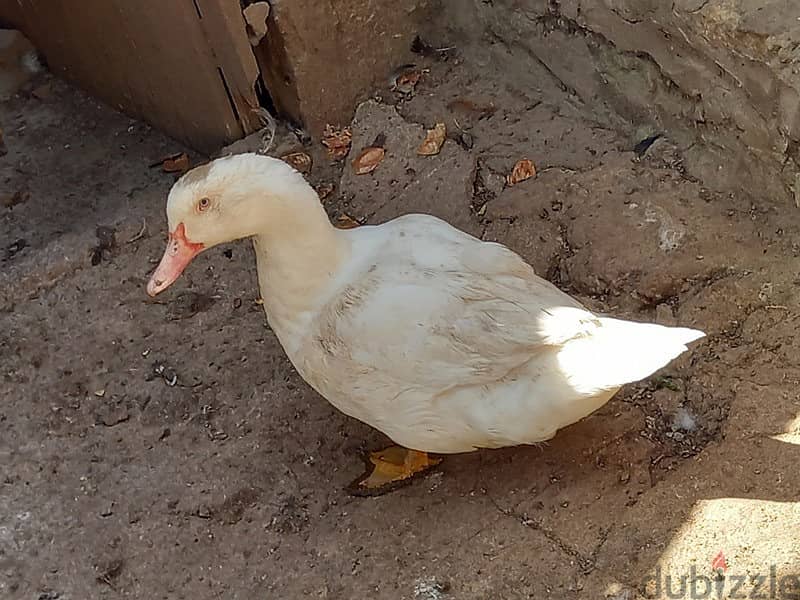 انت مشغول او بدك تسافر وعندك حيونات الحل عنا 0