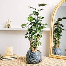 Polyscias/ aralia 0