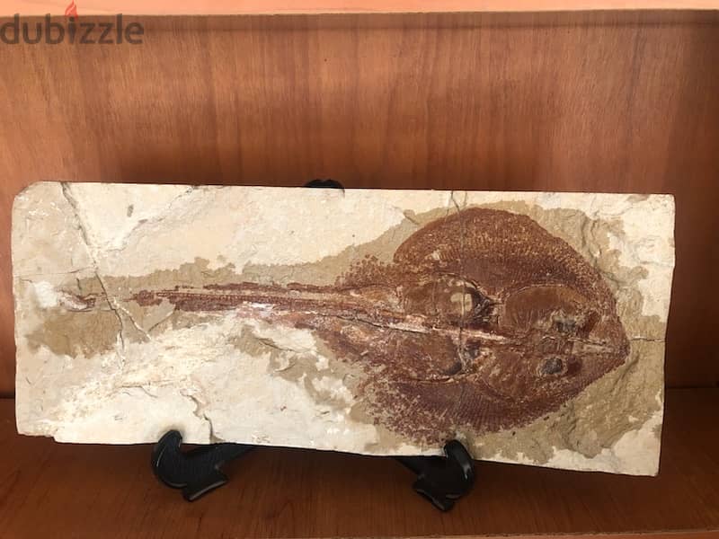 Rare, highly collectible “Rhinobatos” stone 36 x15 cm 0