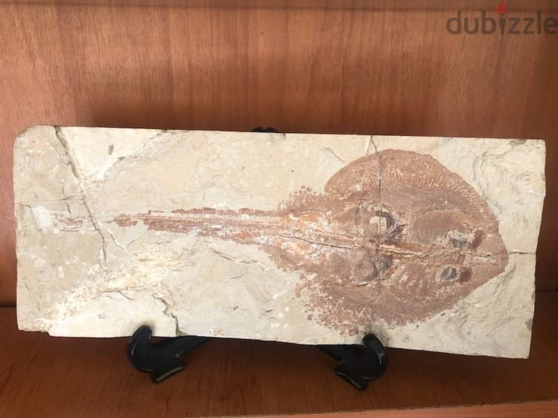 Rare, highly collectible “Rhinobatos” stone 36 x15 cm 1