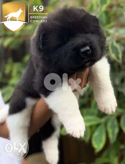 American Akita