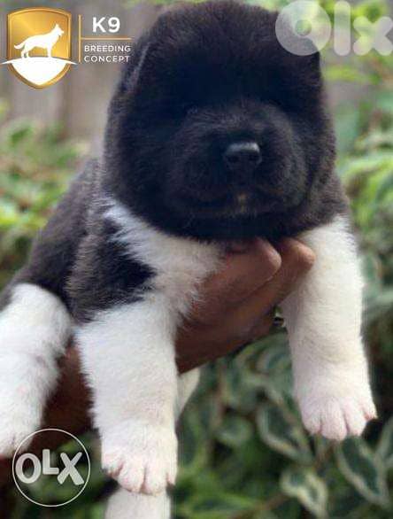 American Akita 1