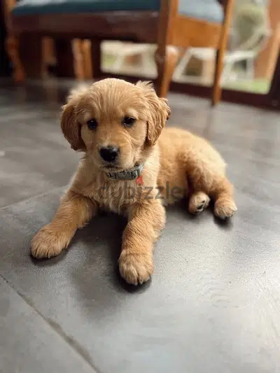 Golden Retriever Goldcolor