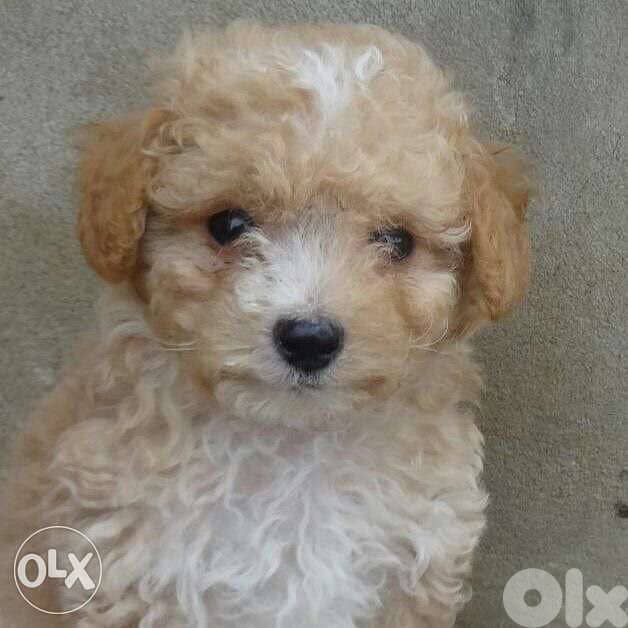 Mini Goldendoodle puppy imported 0