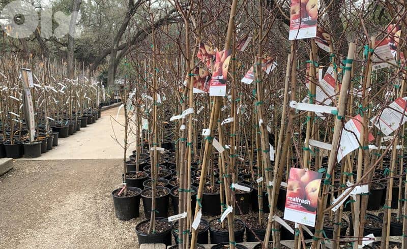 Italian peach trees 1