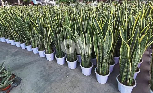 Snake plant/ sanseveria