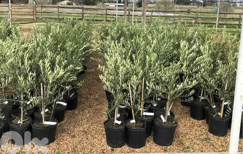 spanish Arbequina olive trees شجر زيتون إسباني آربيكانا