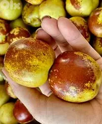 Italian Jujube tree شجر عناب إيطالي ممتاز