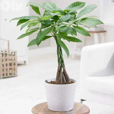 Braided pachira money plant