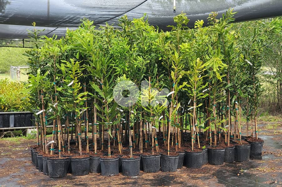 Spanish Macadamia trees 2