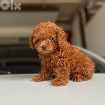 Teacup Poodle Brown imported
