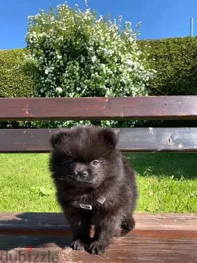 Pomeranian Spitz Black CUTIE