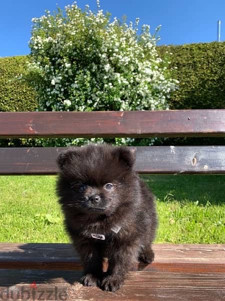 Pomeranian Spitz Black CUTIE 0
