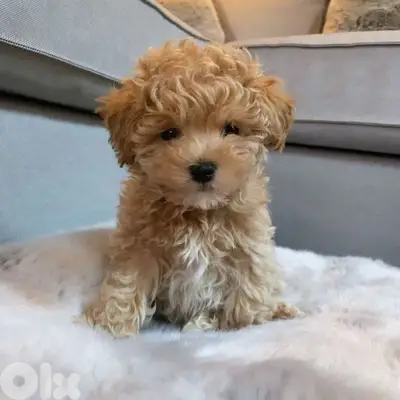 Maltipoo High Quality puppy - dog / كلاب