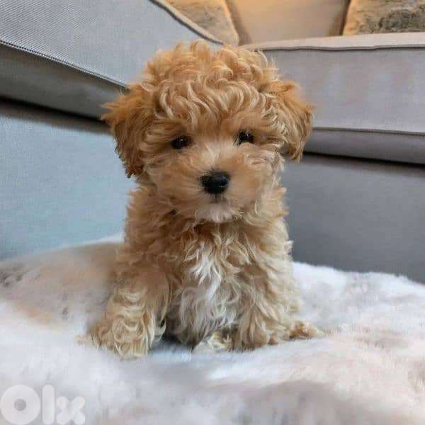 Maltipoo High Quality puppy - dog / كلاب 0