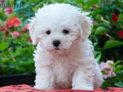 Maltese Bichon puppy