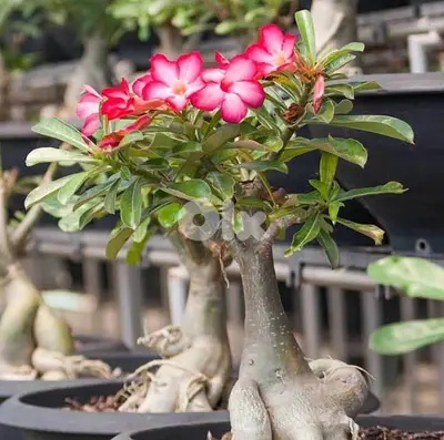 Desert Rose bonsai