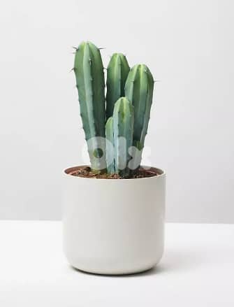 Blue cactus 0