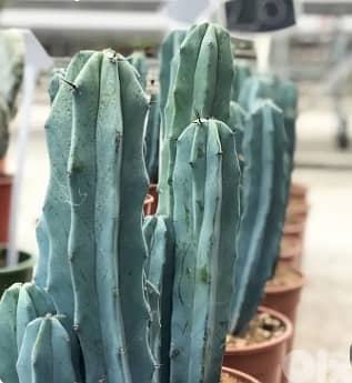 Blue cactus 1