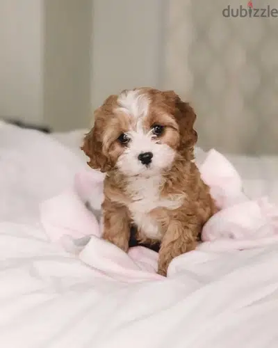 Imported Maltipoo Brown CUTEST