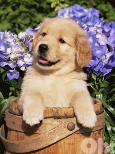 Golden Retriever Puppies