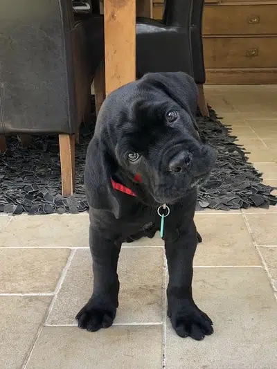 Cane Corso Black Puppy imported
