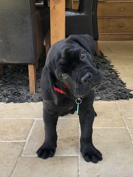 Cane Corso Black Puppy imported 0