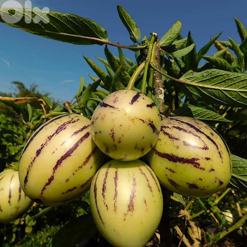Italian pepino 0